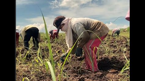DOLE Awards RO6 Group Category 2021 .